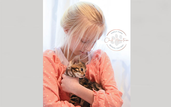 Bengal kitten for sale